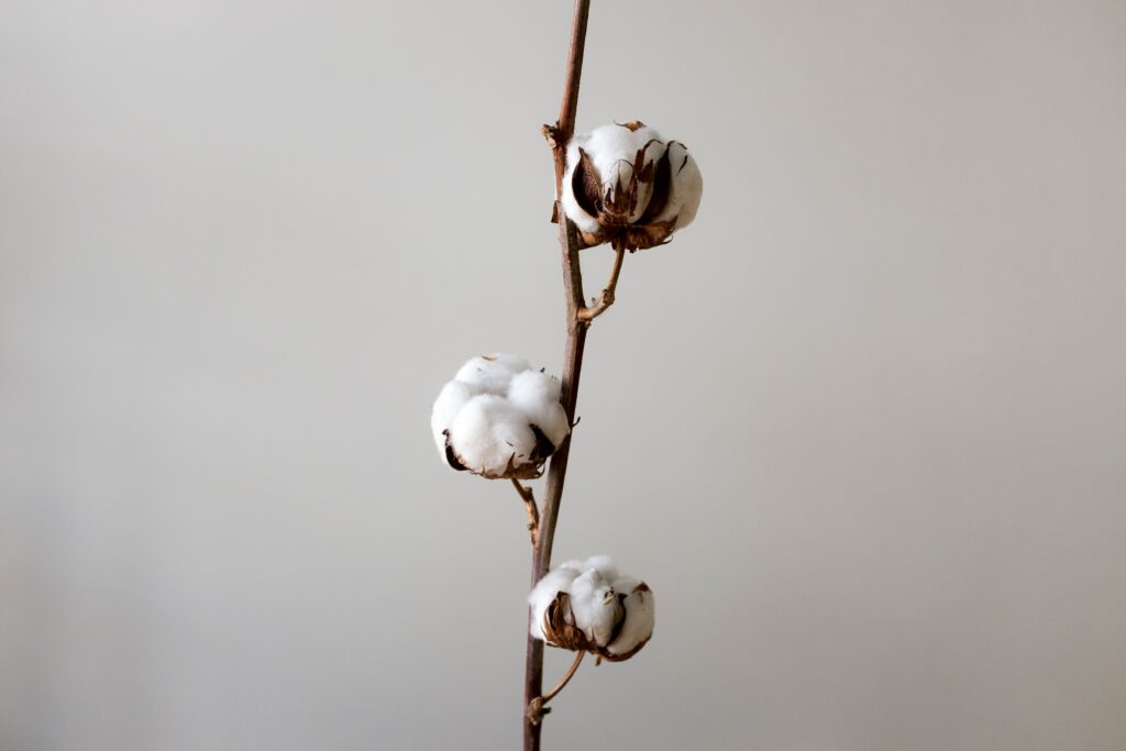 Cotton seed stick.