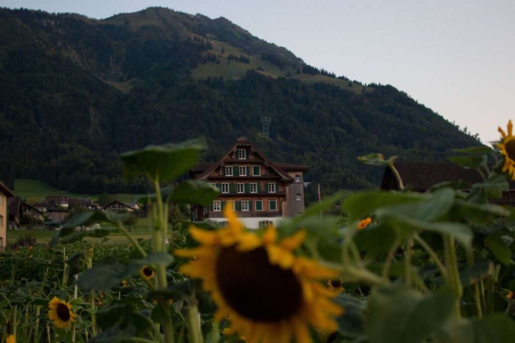 Summer house in the mountains with sunflowers_produce in season June