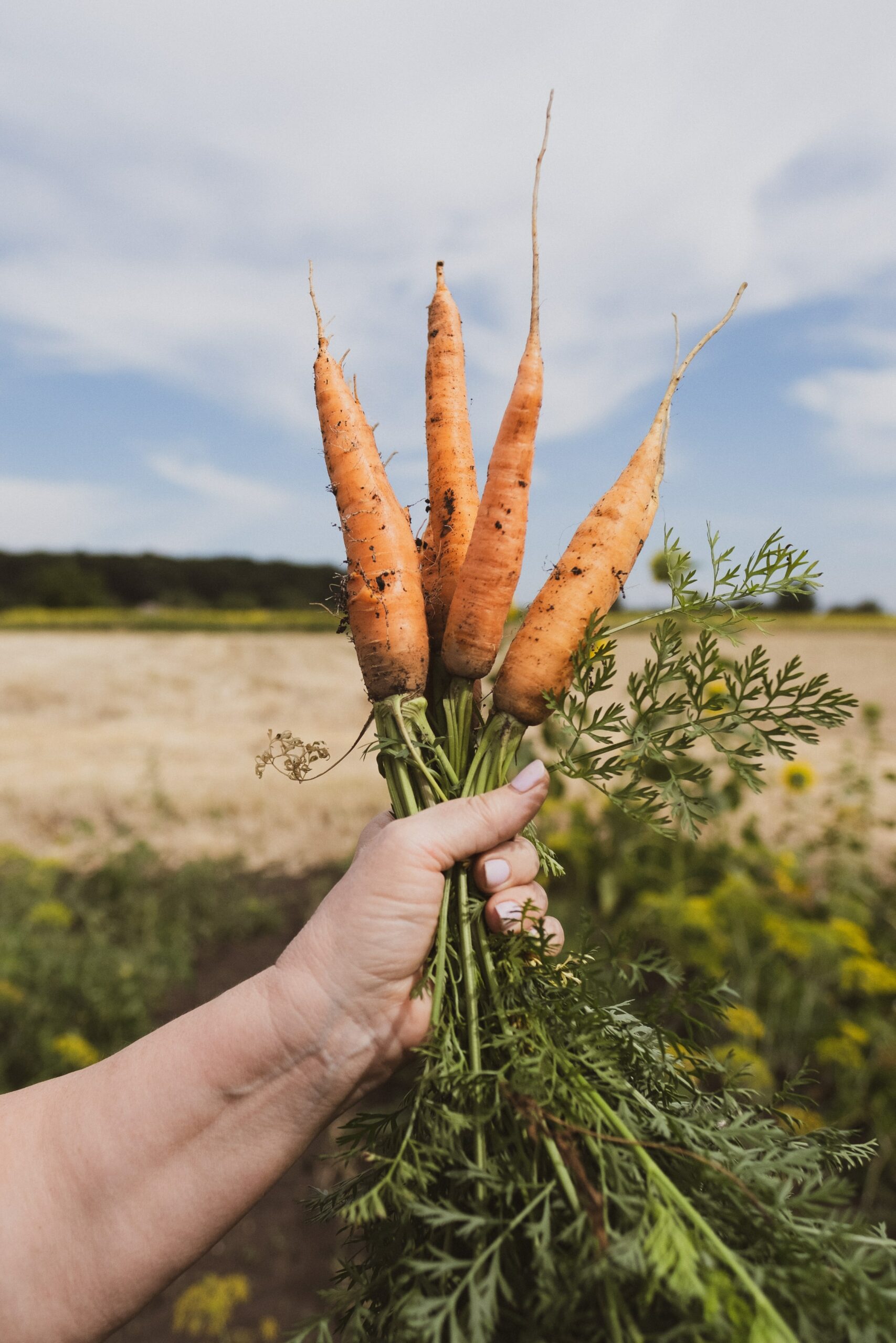 carrots on a farm_carrot top pesto vegan
