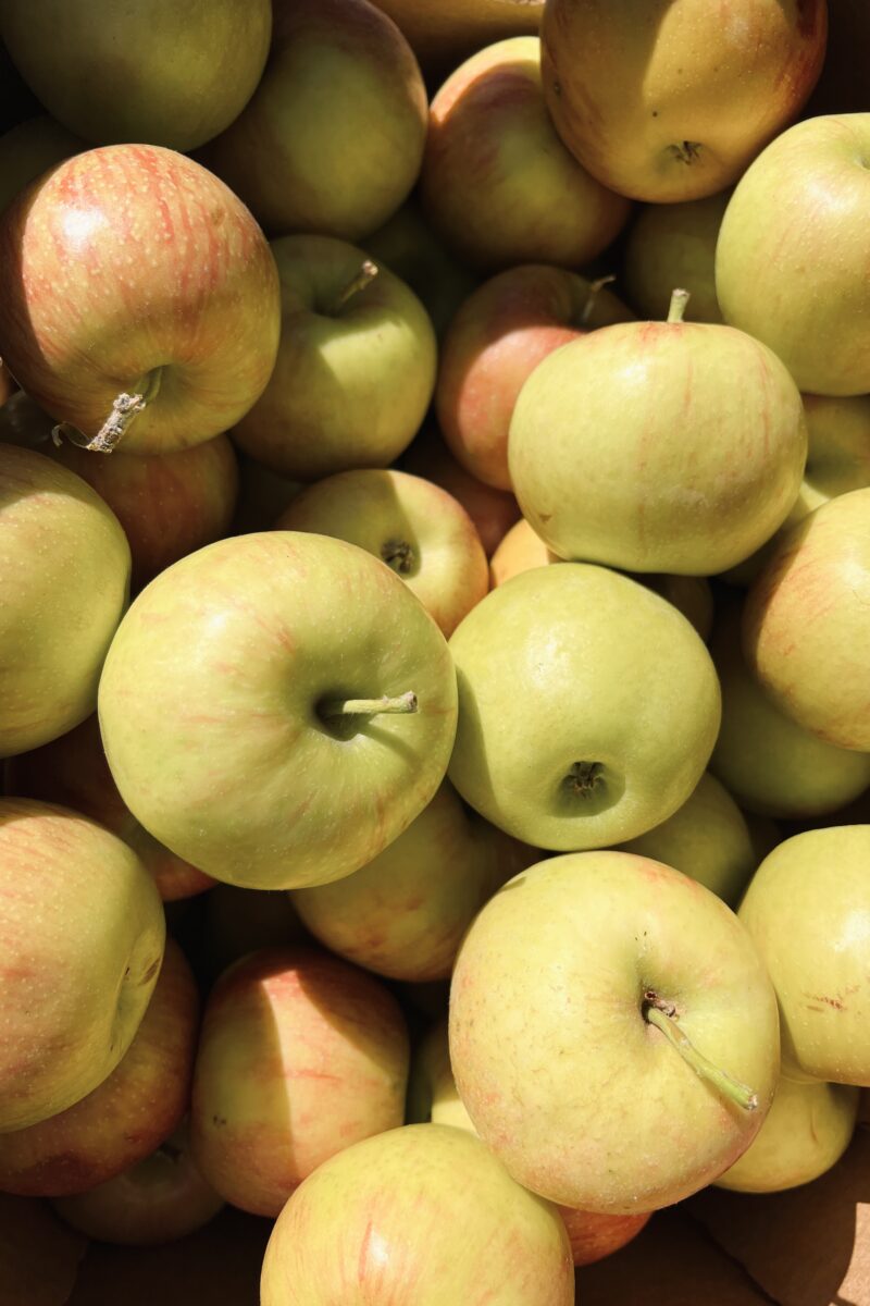 Apples_produce in season November